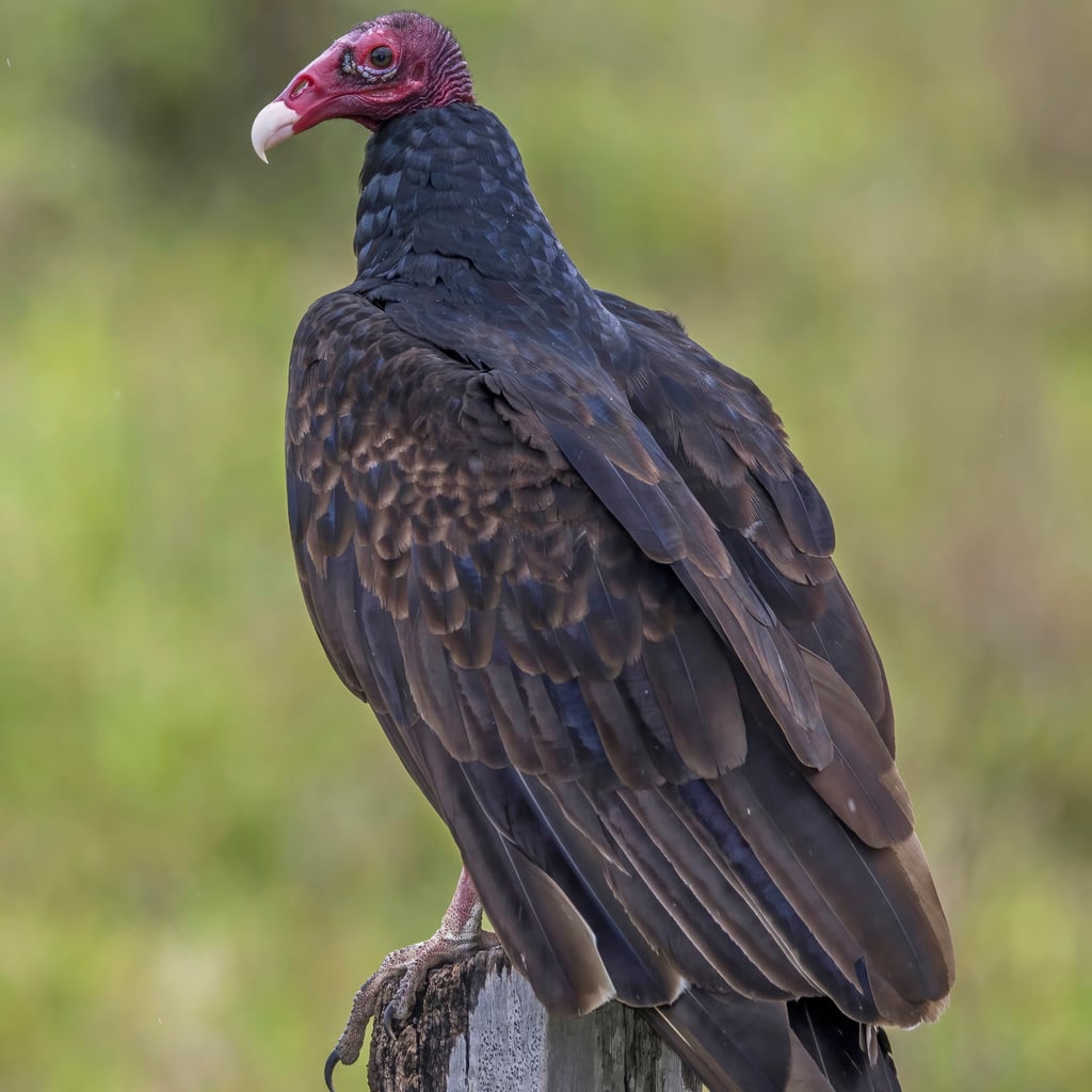 Turkey Vulture (original)
