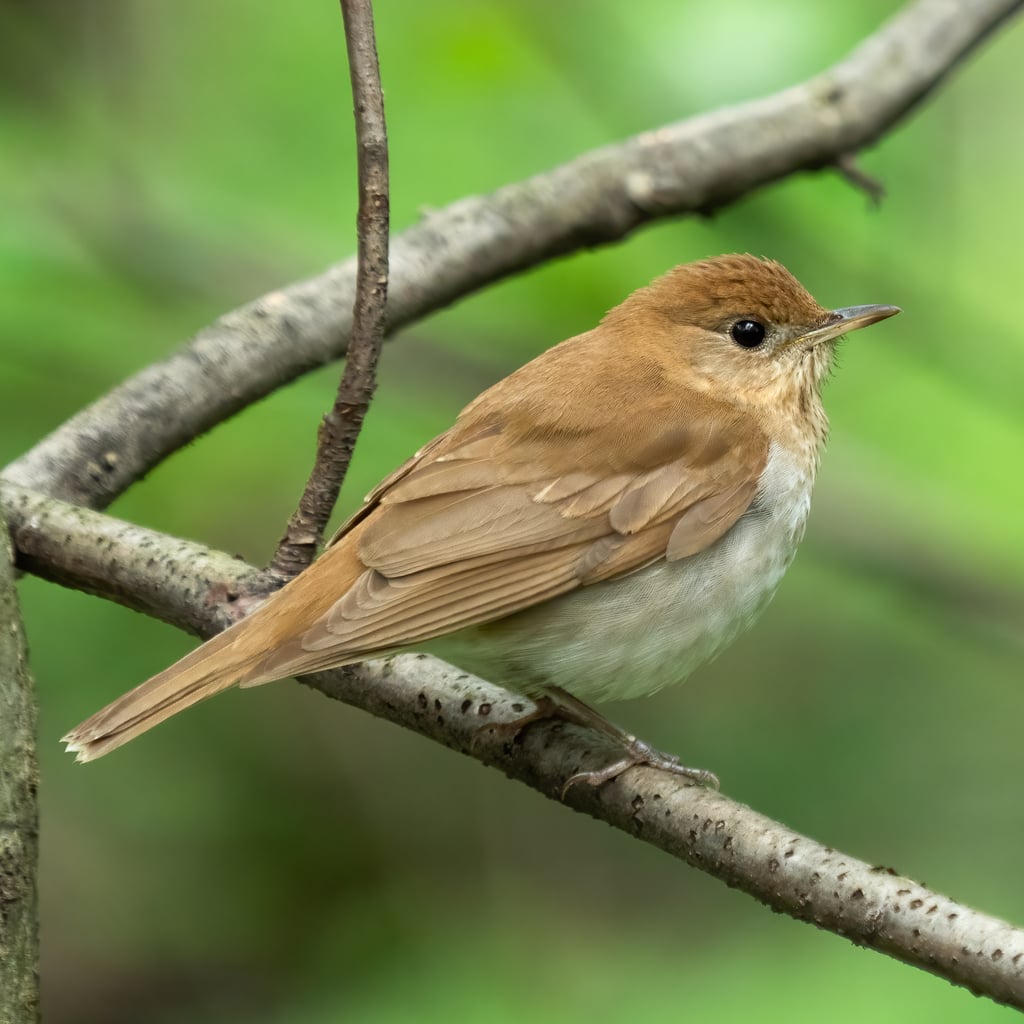 Veery (original)
