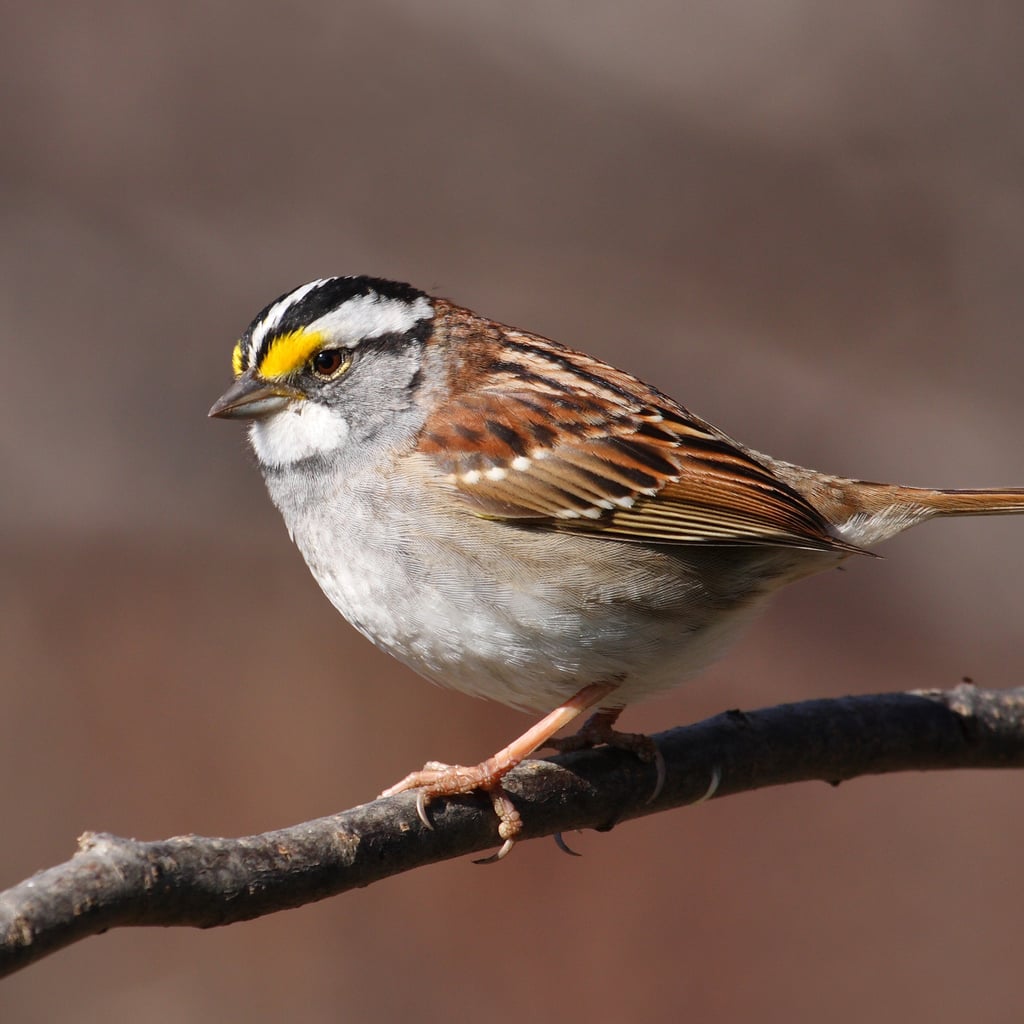 White-throated Sparrow (original)