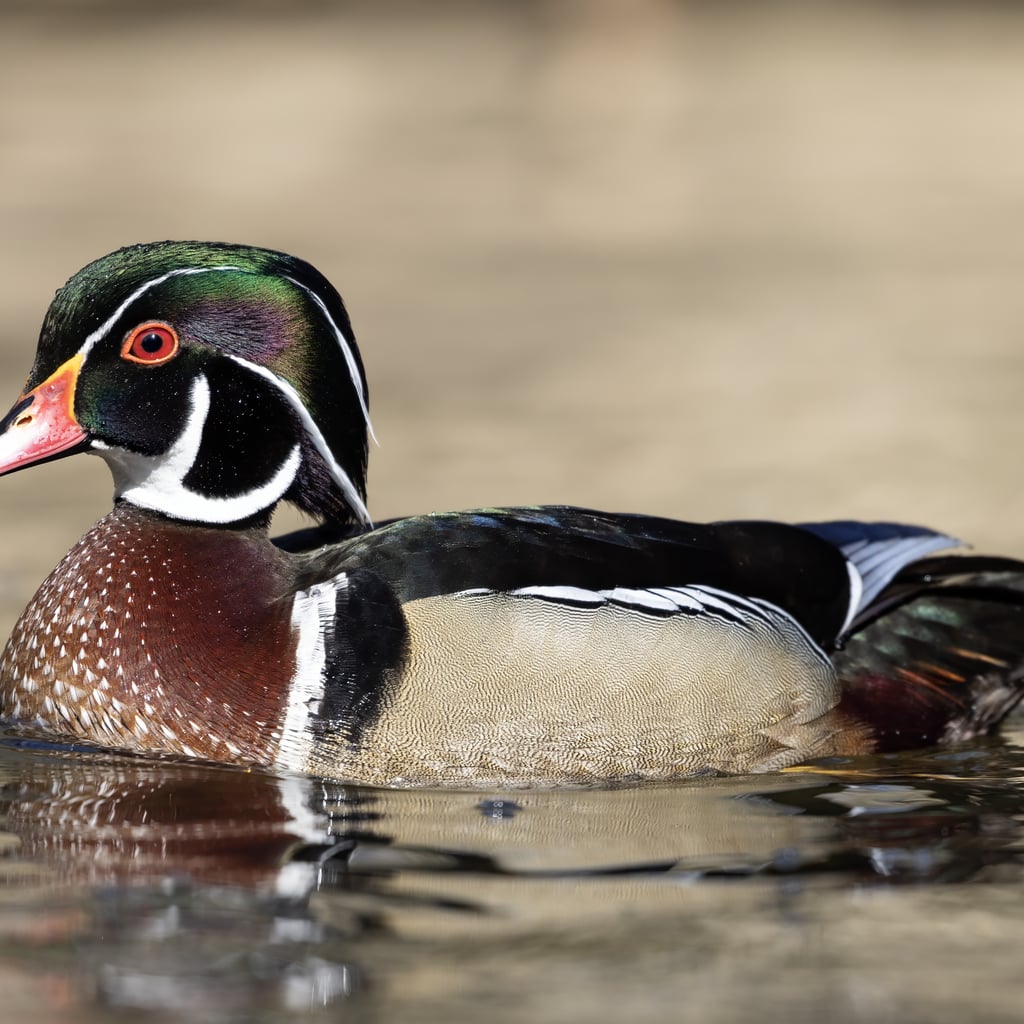 Wood Duck (original)