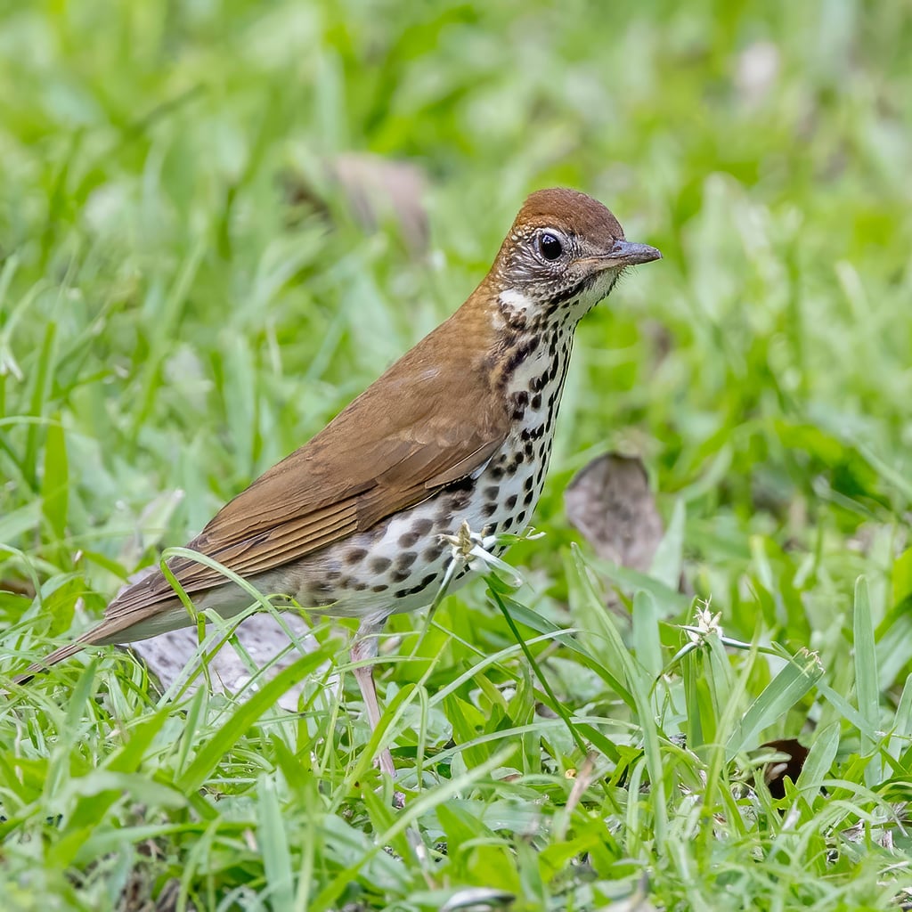 Wood Thrush (original)