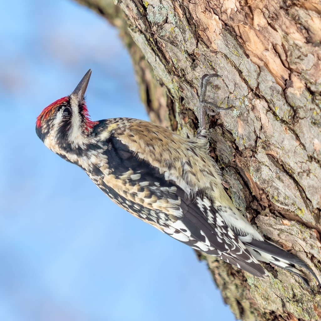 Yellow-bellied Sapsucker (original)