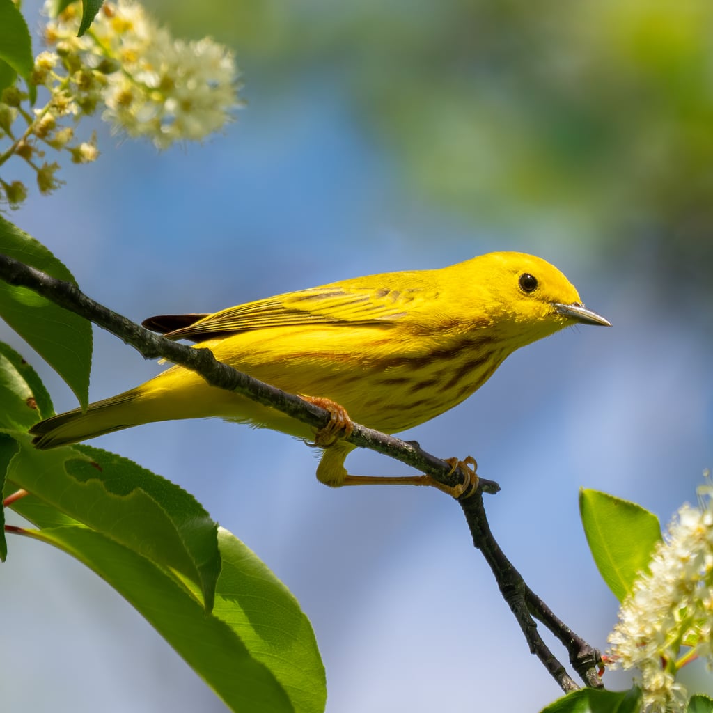 Northern Yellow Warbler (original)