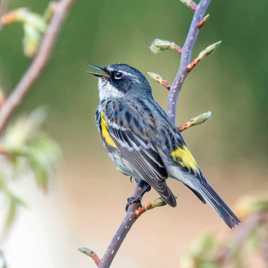 Yellow-rumped Warbler (original)